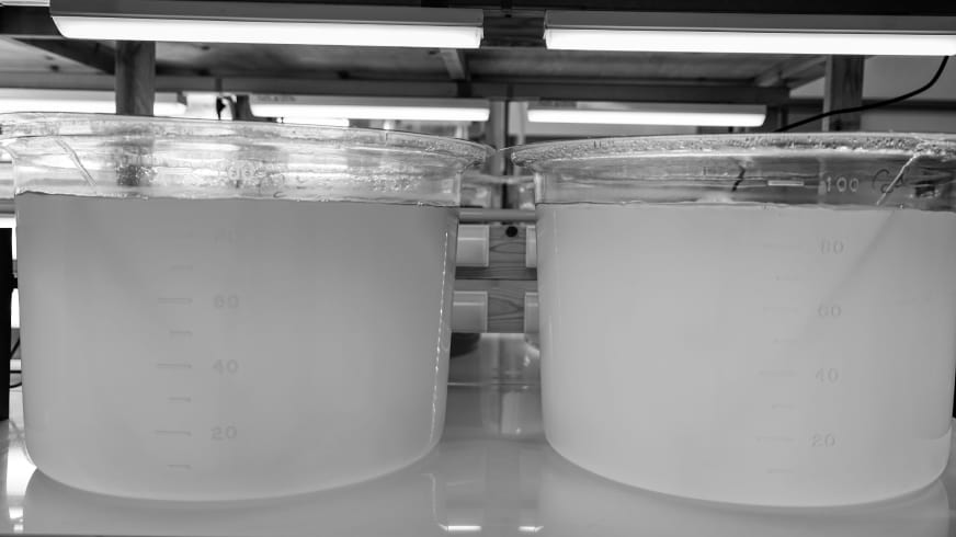 浮游生物培养技术